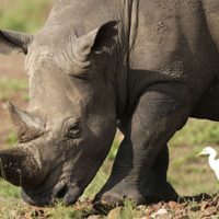 El número de rinocerontes sube ligeramente, aunque también ha crecido la caza furtiva