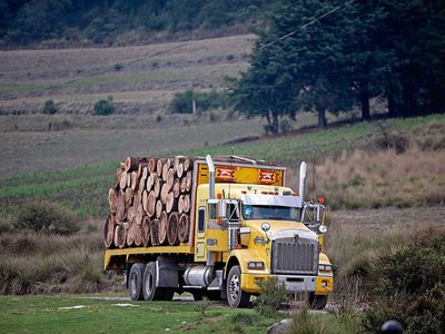 Sierra de Guerrero: Detrás de la persecución a ecologistas, el botín de la madera