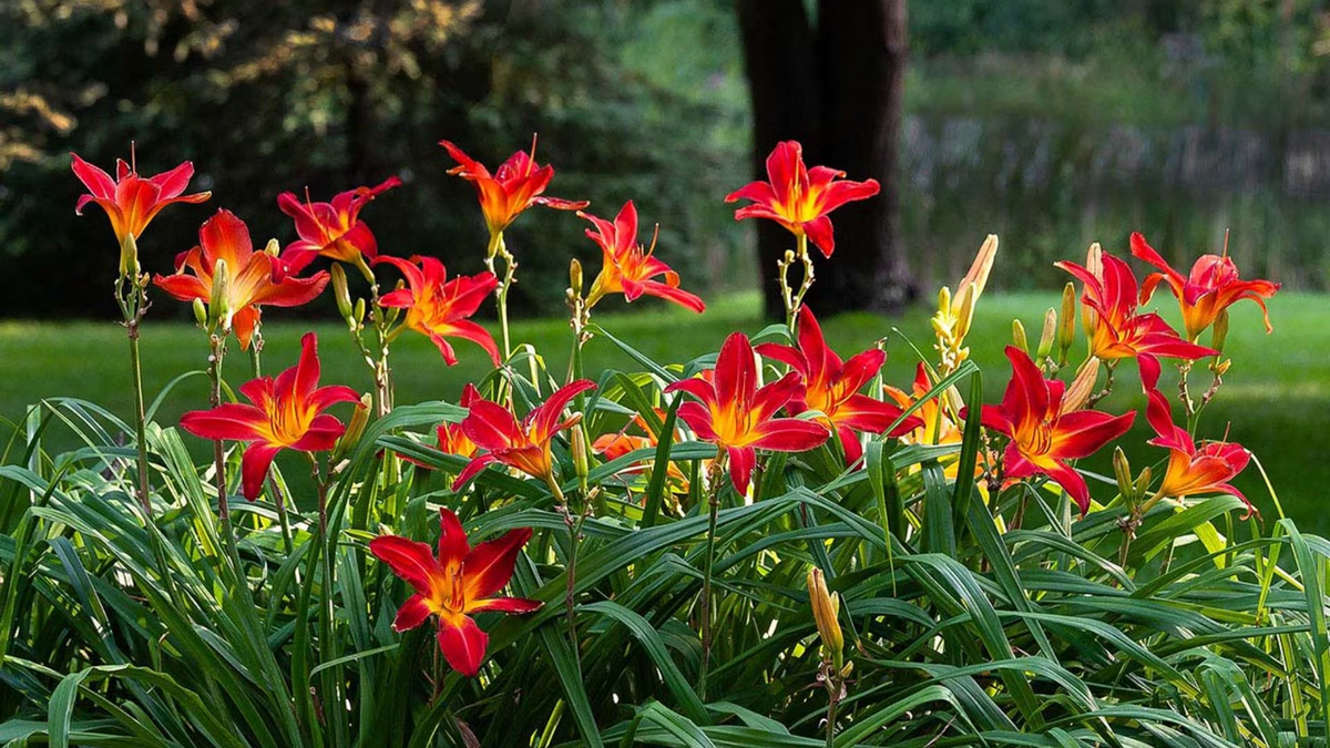 Hemerocallis. Fuente: (Instagram)
