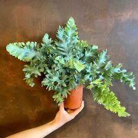 Helecho azul: la guía para mantener feliz a esta original y resistente planta de interior
