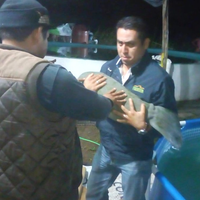 En Balancán, Tabasco, rescatan dos crías de manatí