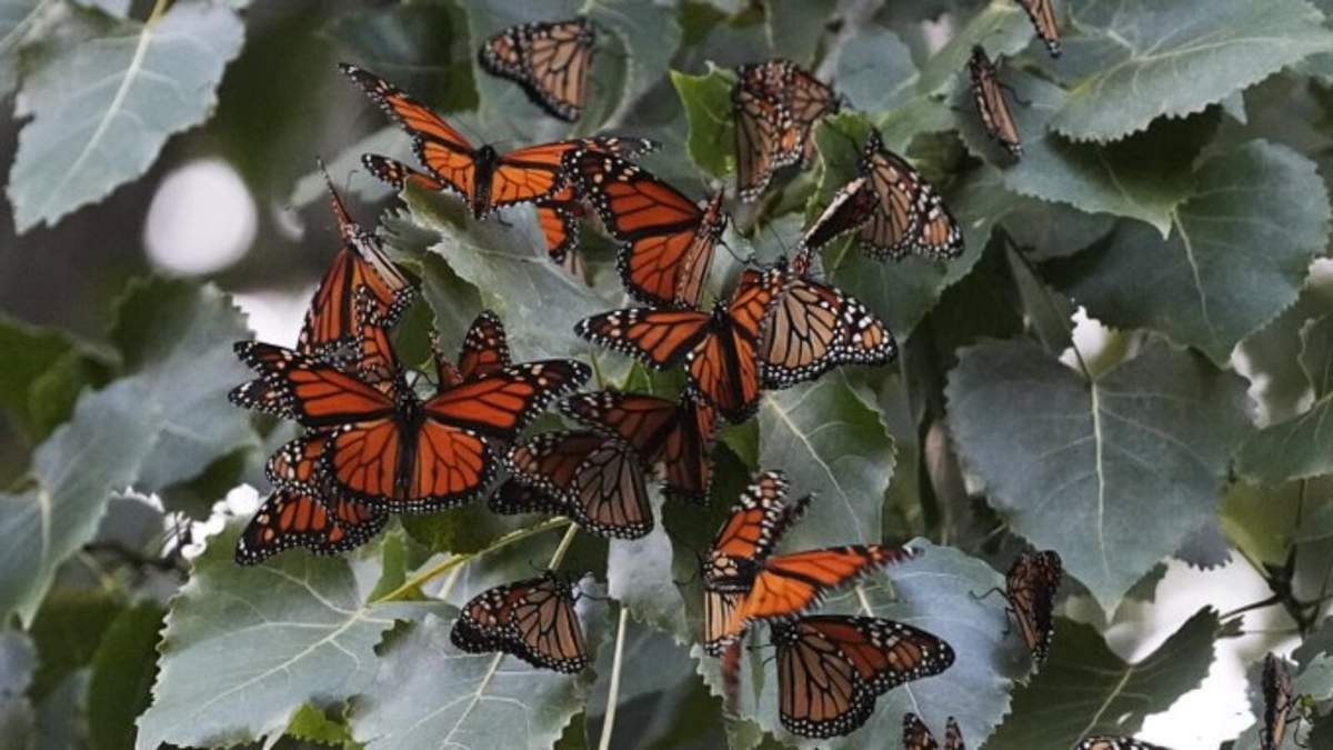 Mariposas monarca procedentes de Canadá se detienen a descansar en el Parque Wendy en su camino hacia México, el 12 de septiembre de 2023, en Cleveland