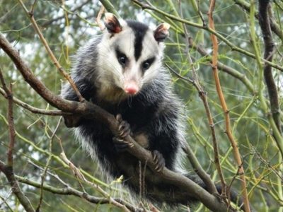 Curiosidades de la comadreja: un animal chico, veloz, con fama de imparable que aparece de vez en cuando en los Bajos de San Isidro