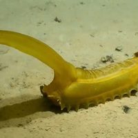 Científicos del Reino Unido habrían descubierto 30 nuevas especies en el fondo del océano Pacífico