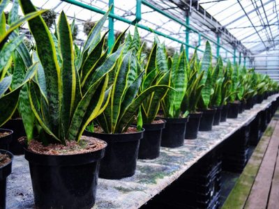 Practicá este facilísimo truco para que tu planta de Sansevieria tenga las hojas más verdes