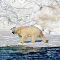 Un oso polar ataca a habitantes de un pueblo en Alaska y mata a una mujer y a su hijo