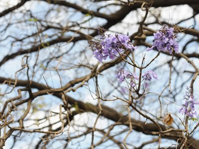 Sorprende que jacarandas estén floreciendo en invierno, pero ¿es bueno?