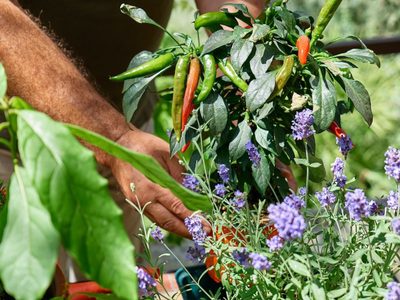 Conocé las plantas comestibles que son perfectas para sembrar en tu huerta durante este Otoño