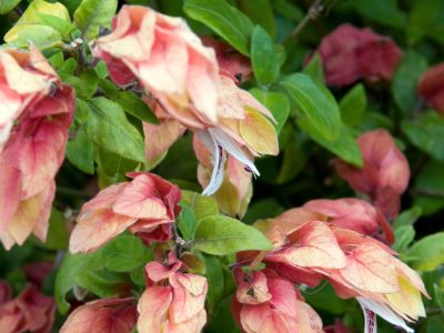 La planta que florece sin parar, necesita poca agua en invierno y atrae un montón de colibríes a tu jardín