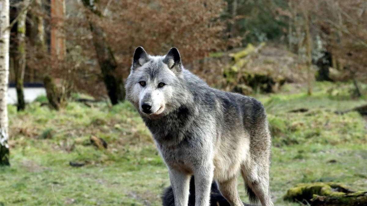 Autoridades investigaron un caso en el que un niño resultó lesionado por un lobo en un zoológico. Los padres fueron acusados por poner en riesgo al menor.