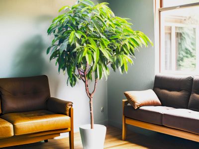 El ficus que seguro no conocías y que tiene unas hojas hermosas que son tendencia en decoración