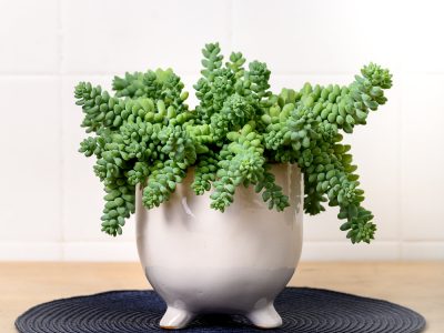 Suculentas: secretos para que la Sedum Burrito crezca más frondosa