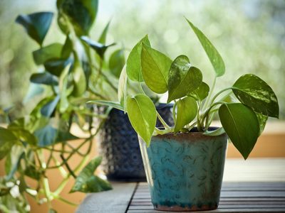 El secreto para que tu planta de Potus se llene de hojas enormes y deje de dar hojas pequeñas