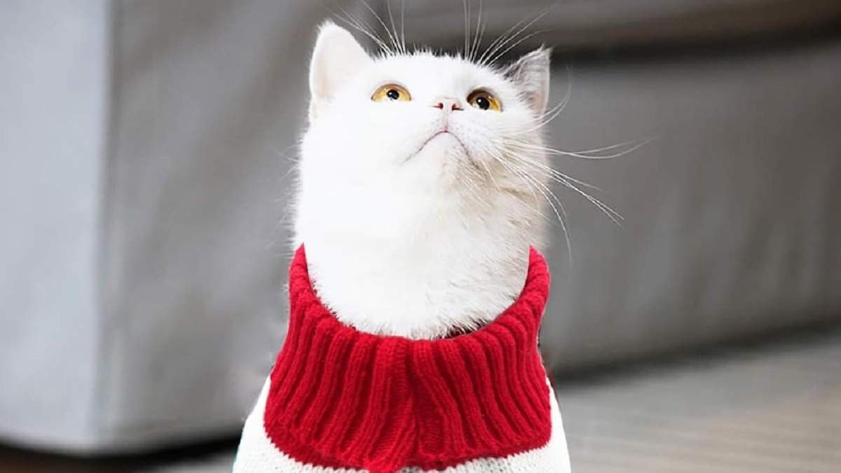 Si tu gato suele dar largos paseos fuera de casa, puedes intentar colocarle un chaleco de abrigo.