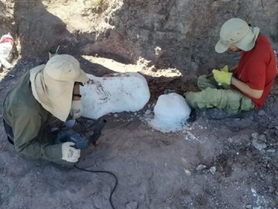 Hallazgo científico en Neuquén: descubren dinosaurios acorazados de 130 millones de años