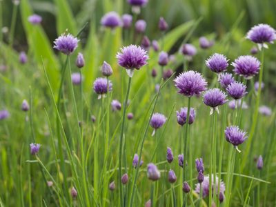 La planta con mucha fama en la cocina que crece rapidísimo y regala las flores más bonitas en primavera
