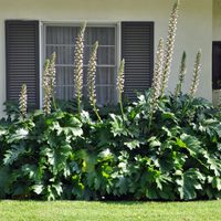 La planta de hojas XL que crece rápido con pocos cuidados y sobrevive a las fuertes heladas en invierno