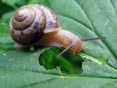 El secreto viverista para combatir los caracoles y babosas en tu huerta y que tus plantas crezcan sanas