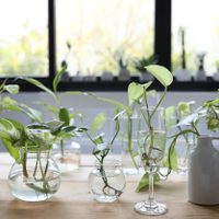 Conocé las plantas de hojas más hermosas que podés tener en agua y crecen re saludables