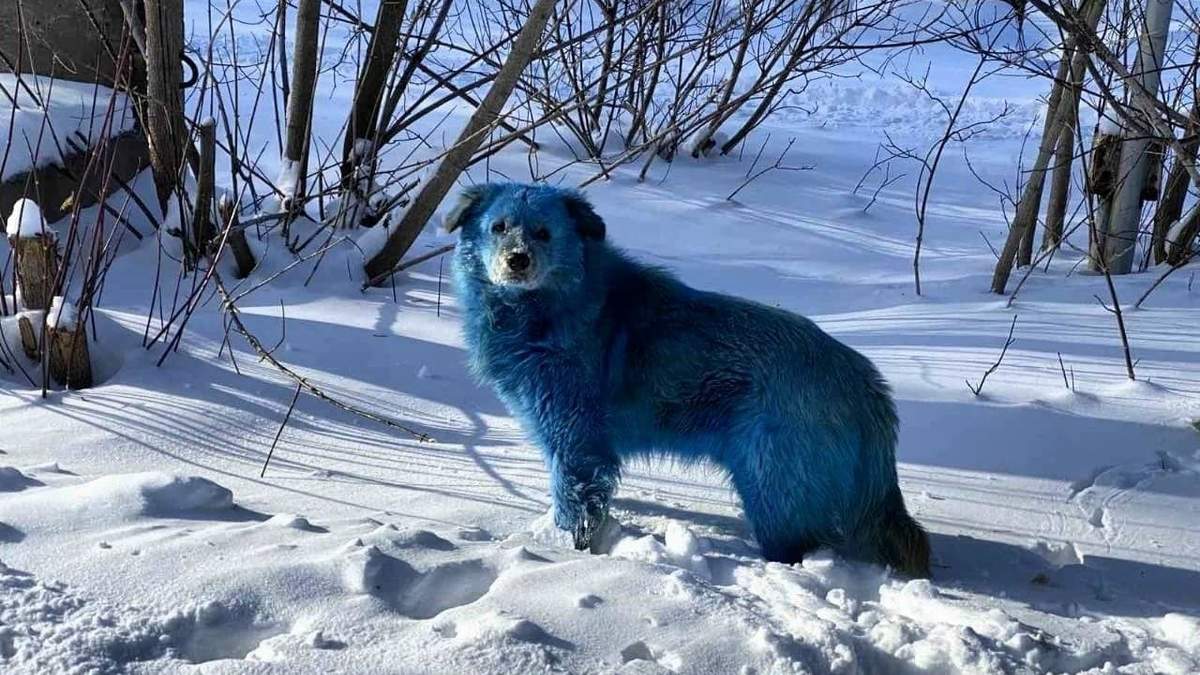 Esta es una de las imágenes de los perros azules que tiene en vilo a toda la población rusa. Fuente: (Twitter)
