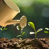 “Huerting”: 5 factores que te ayudarán a cultivar en casa