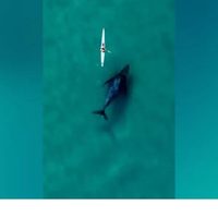 Avistan la cifra más alta de ballenas en aguas de Australia, casi cuatro mil 800