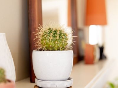 Cactus: para que se mantengan hermosos y sanos, evitá estos 5 errores tan comunes