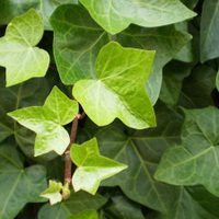 La planta invasiva que está en muchos jardines y que puede asfixiar a tus plantas si no la controlás