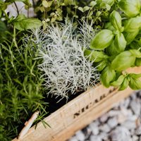 3 plantas que podés tener en macetas, muchos las subestiman pero activan tu energía sin suplementos