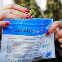 Farmacias en Uruguay inician venta de mariguana; cada gramo se vende en 1.30 dólares