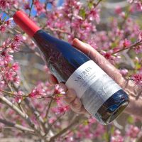 Bodega neuquina fue premiada en el Mundial de Pinot Noir