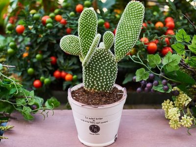 Plantas: lo que tenés que hacer si notás que tu cactus tiene manchas marrones