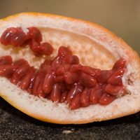 La fruta que crece gratis en la calle con la que podés hacer la salsa criolla en conserva más deliciosa