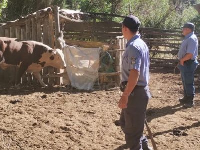 La policía recuperó un vacuno robado en Bajada del Agrio y lo devolvió a su dueño