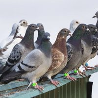 Hojarasca: se anulan premios por descubrir minas de carbón y registro de palomas