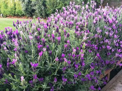 Mi lavanda no da muchas flores: el truco de los jardineros para que explote de flores y esté rozagante