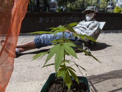 Comisión de Estupefacientes de la ONU reconoce el valor medicinal del cannabis