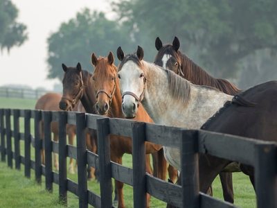 Los caballos piensan en el futuro, revelan científicos