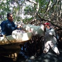 Derrame de petróleo ya se extendió 630 kilómetros, de Veracruz a Tabasco (Mapa interactivo)