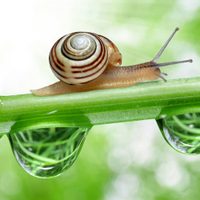 Así eliminarás para siempre los caracoles del jardín
