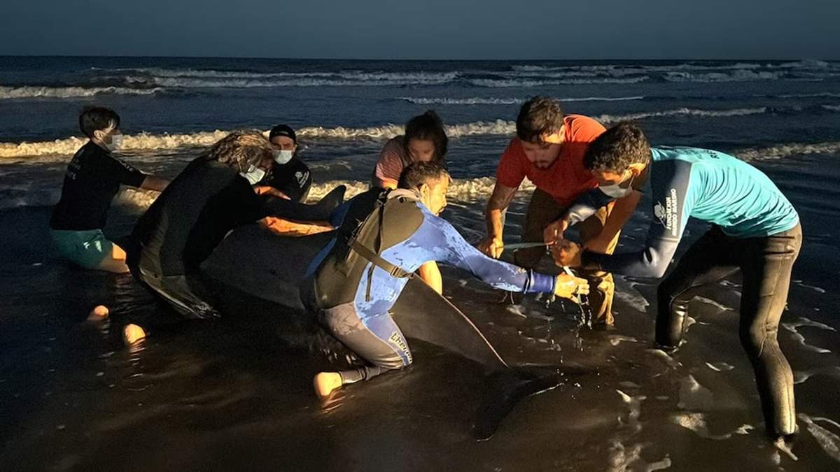 Zifio: apareció el cetáceos más raro del mundo en una playa argentina