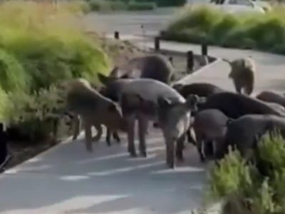 Nordelta: en medio del conflicto por el traslados de carpinchos, apareció una familia de chanchos