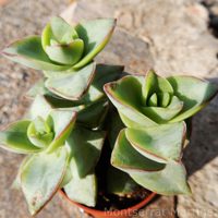 Crassula perforata: los cuidados para que esta exótica suculenta florezca sin cesar
