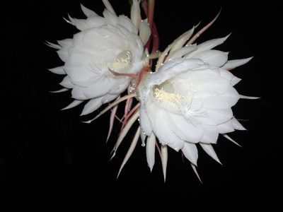 El cactus más hermoso de todos: no tiene espinas, ama la sombra y solo florece por las noches