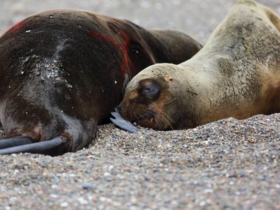 Argentina en alerta por brote de gripe aviar en lobos marinos