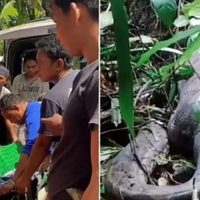 Encuentran el cuerpo de una mujer en el estómago de una pitón de cinco metros