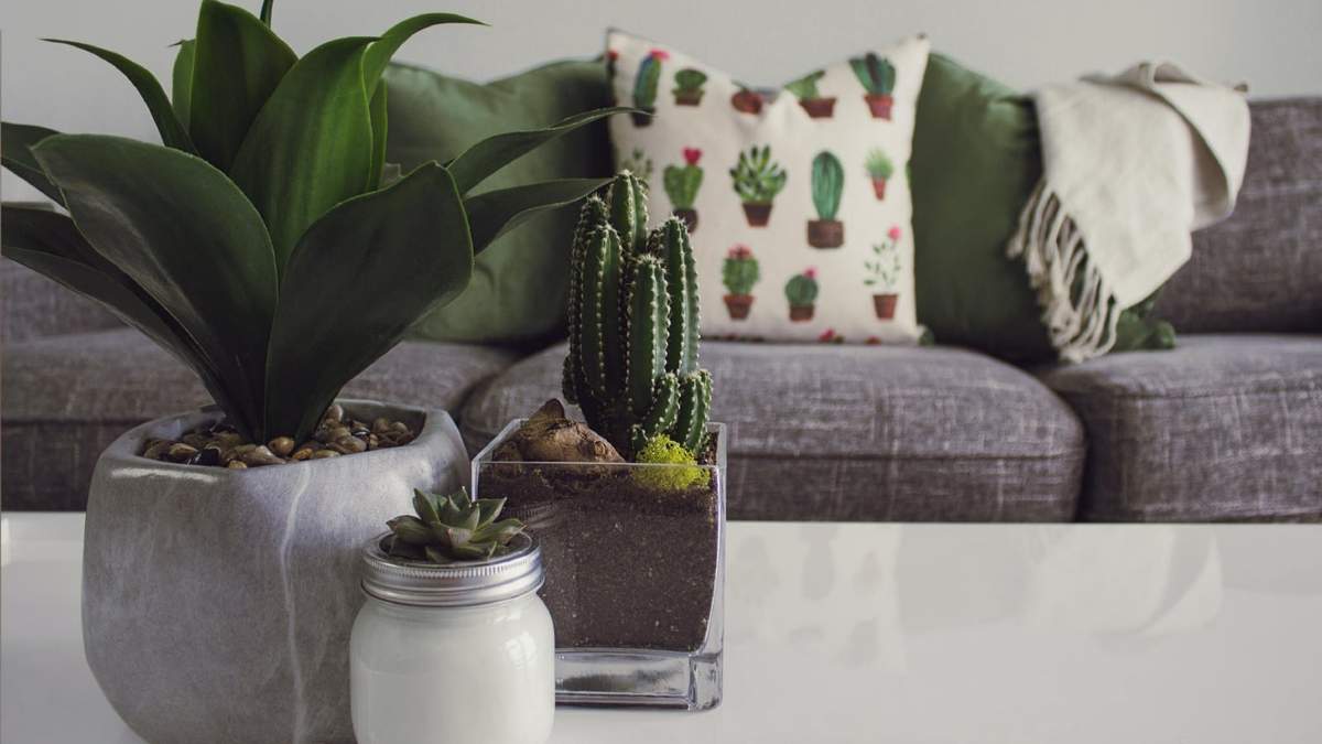 Plantas. Fuente: (Instagram)
