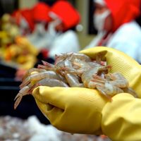 China detecta coronavirus en envases de camarón ecuatoriano
