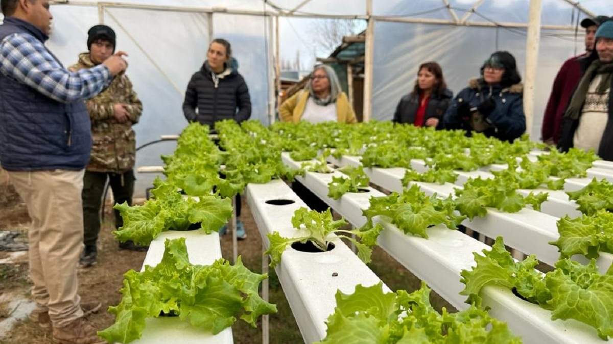 Cultivo hidropónico. Fuente: (CFPA)