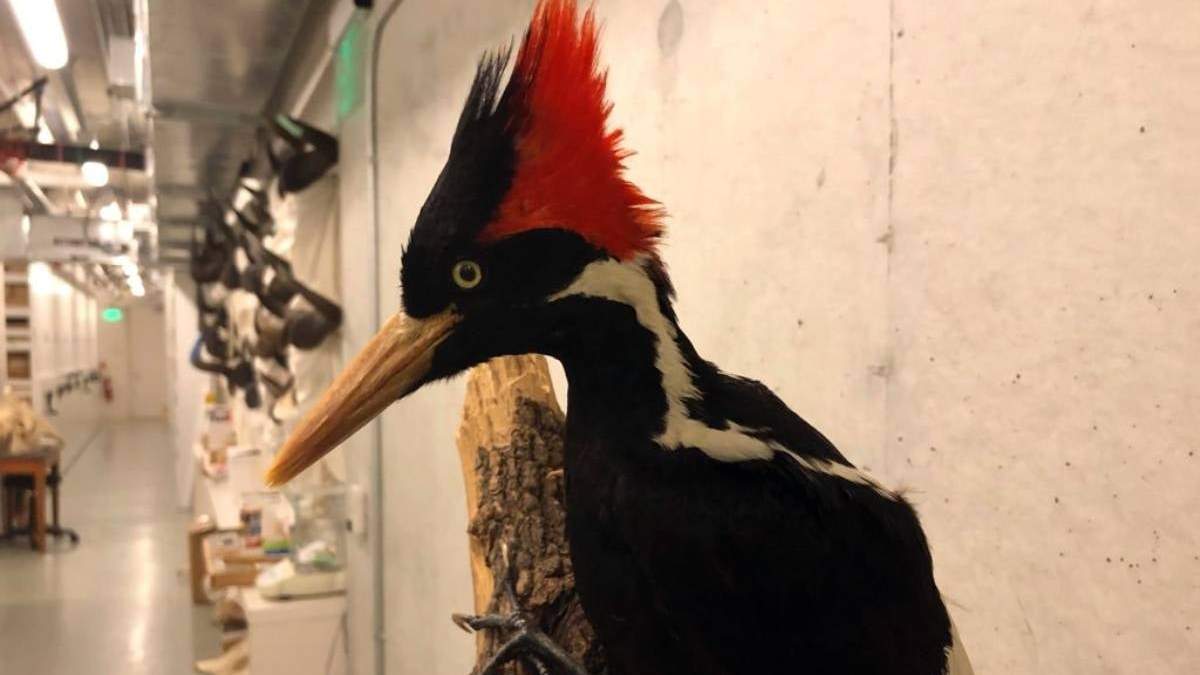 Espécimen del pájaro carpintero de pico de marfil en la Academia de Ciencias de California, en San Francisco